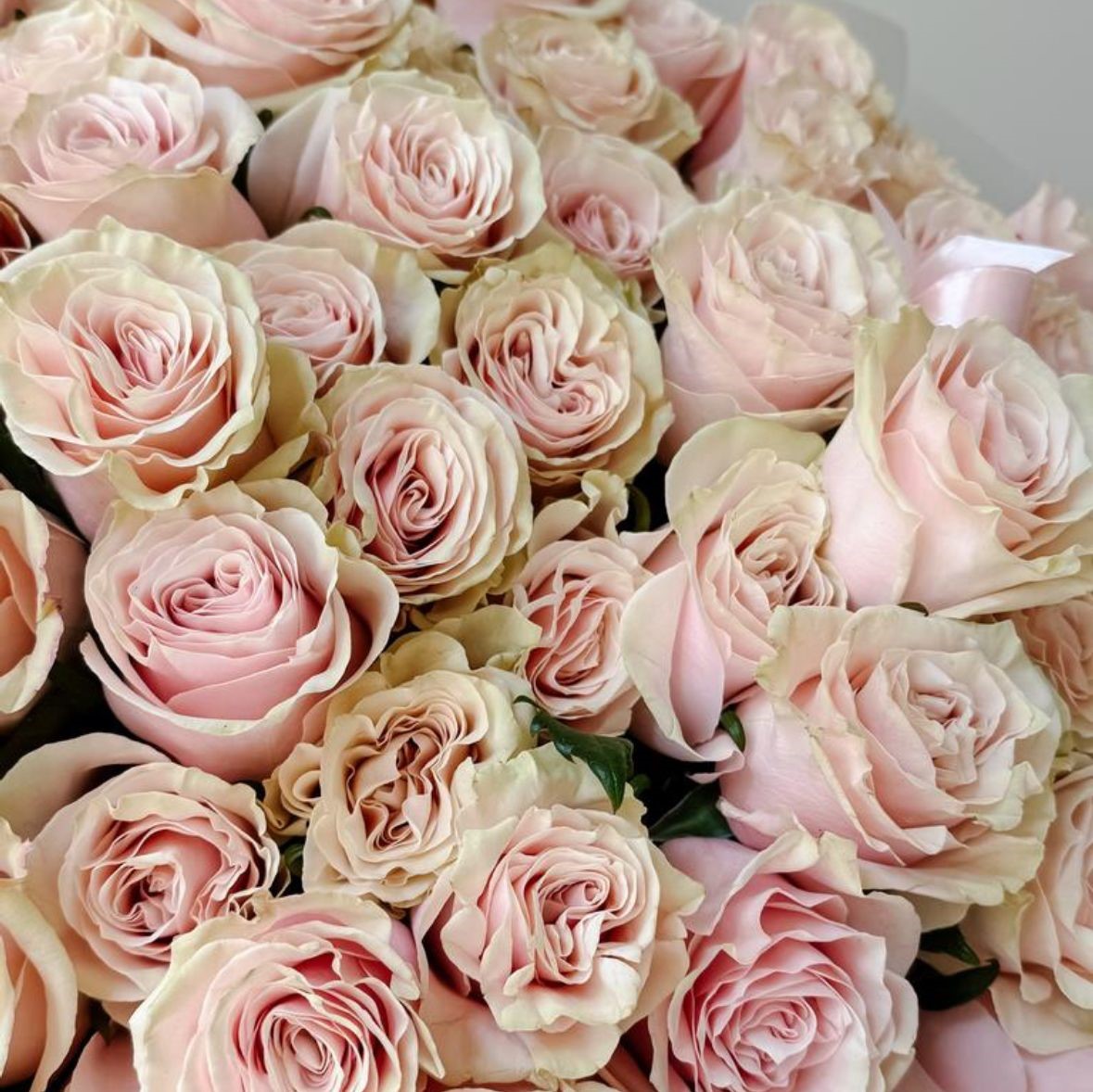 Pink Mondial Roses - Image 2