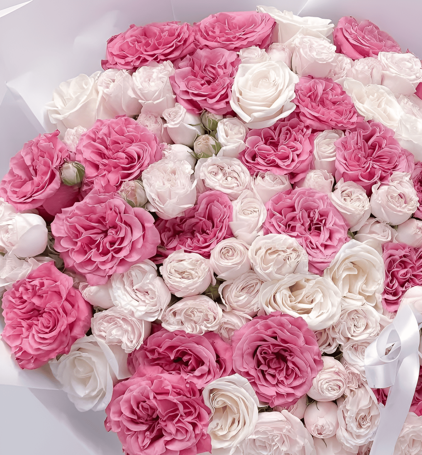 Rose Majesty - Image 2