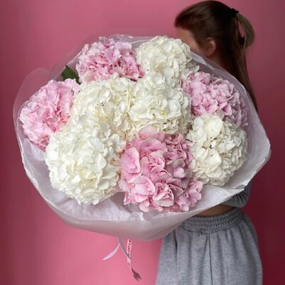 Hydrangea Harmony