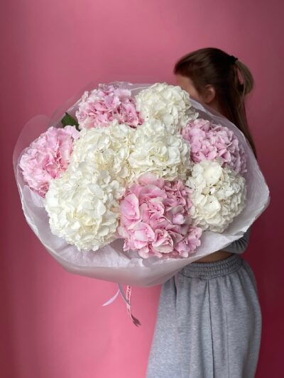 Hydrangea Harmony