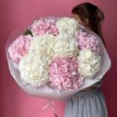 Hydrangea Harmony