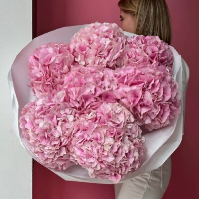 Pink Hydrangea